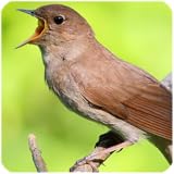 facilité d'utilisation sons de rossignol