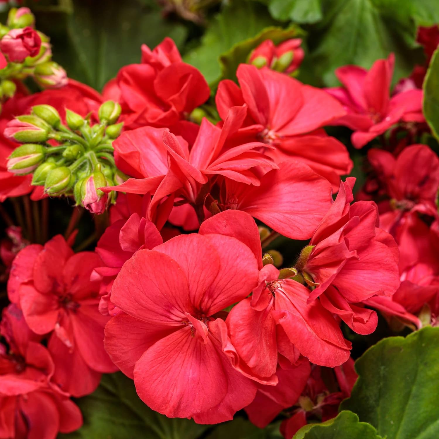 Proven Winners Boldly Coral Geranium (Pelargonium interspecific) Live Plant, Eco+ Grande, 4 Pack