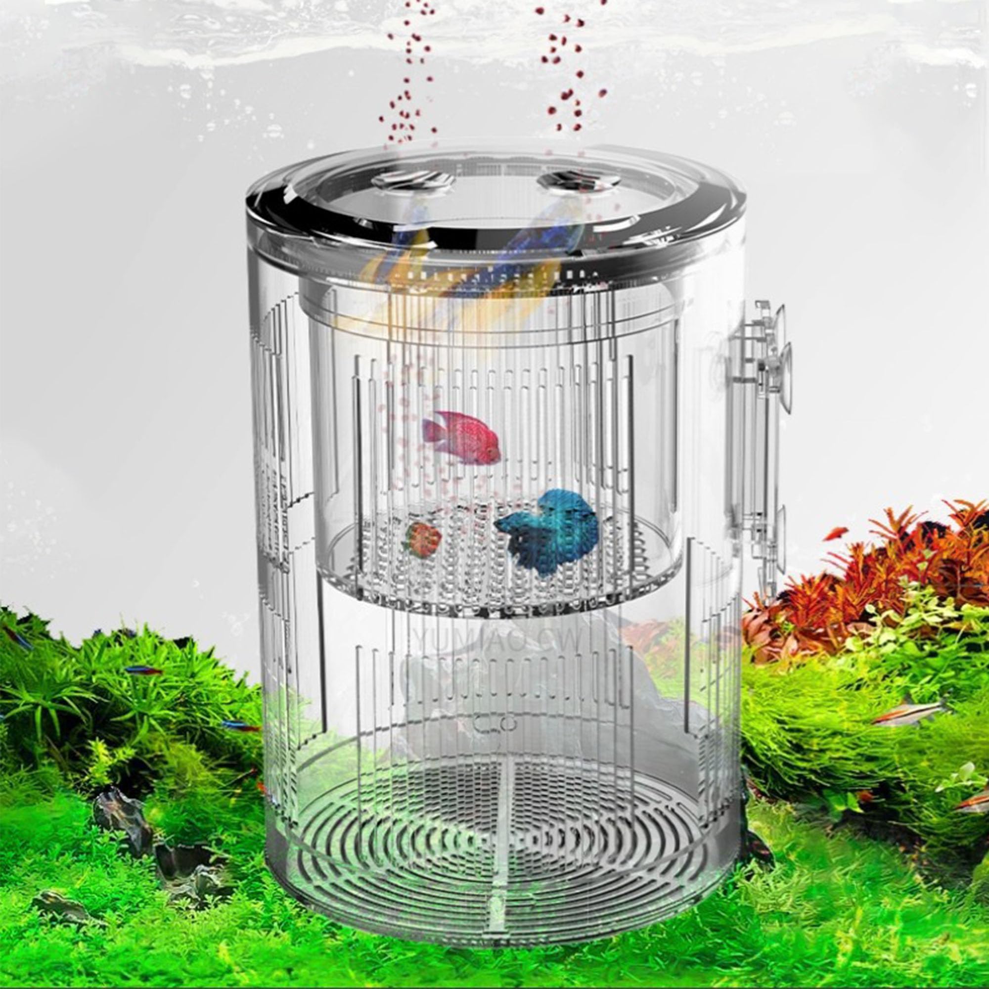 Forme Cylindrique Boîte D'éLevage pour Aquarium, Boîte D'éLevage pour Poissons D'Aquarium, Double Couche, Transparent, Incubateurs avec Ventouses, pour Poissons Agressifs Blessés
