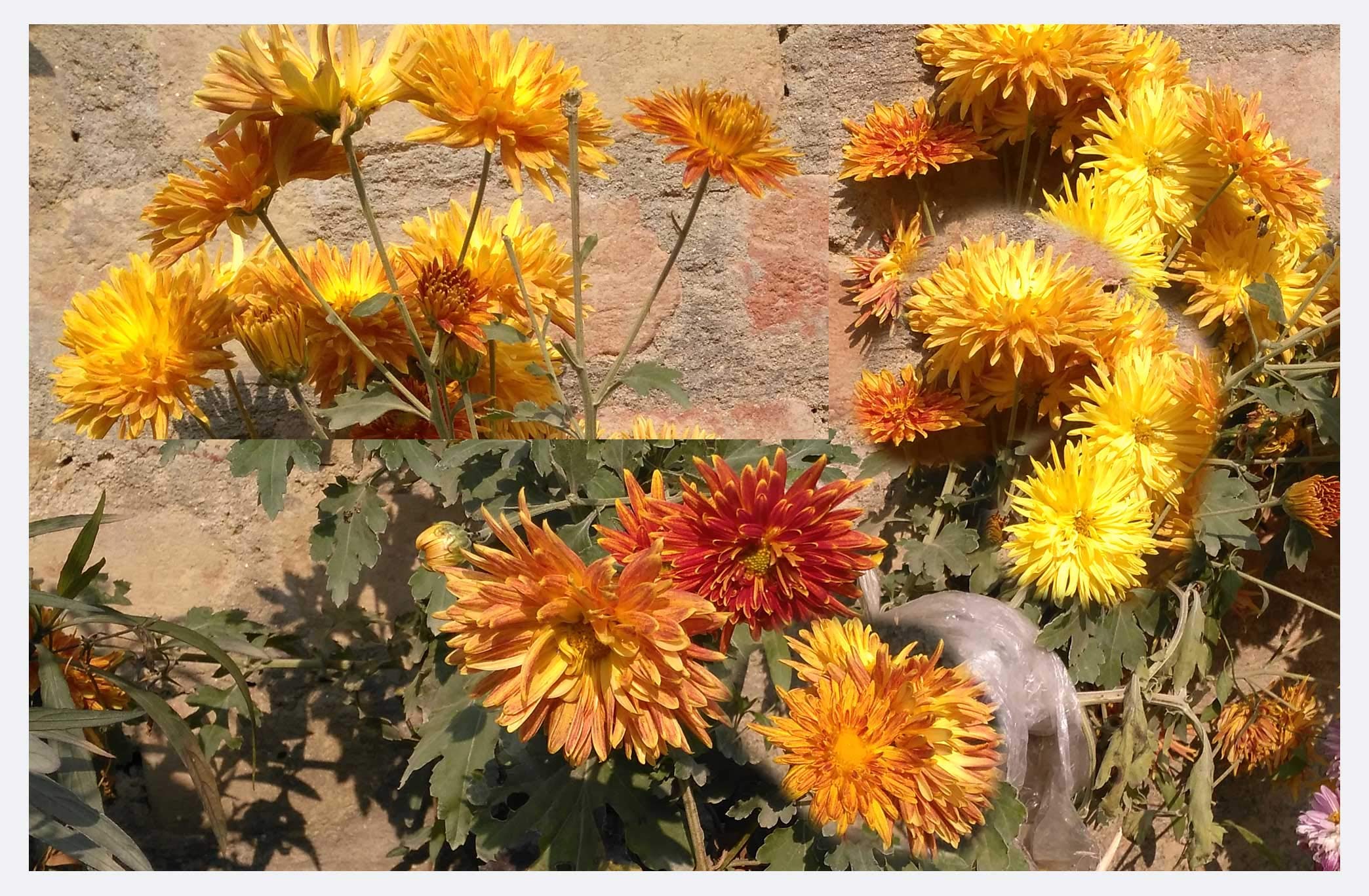 Ecoshop Guldaudi, Chrysanthemum Live plant