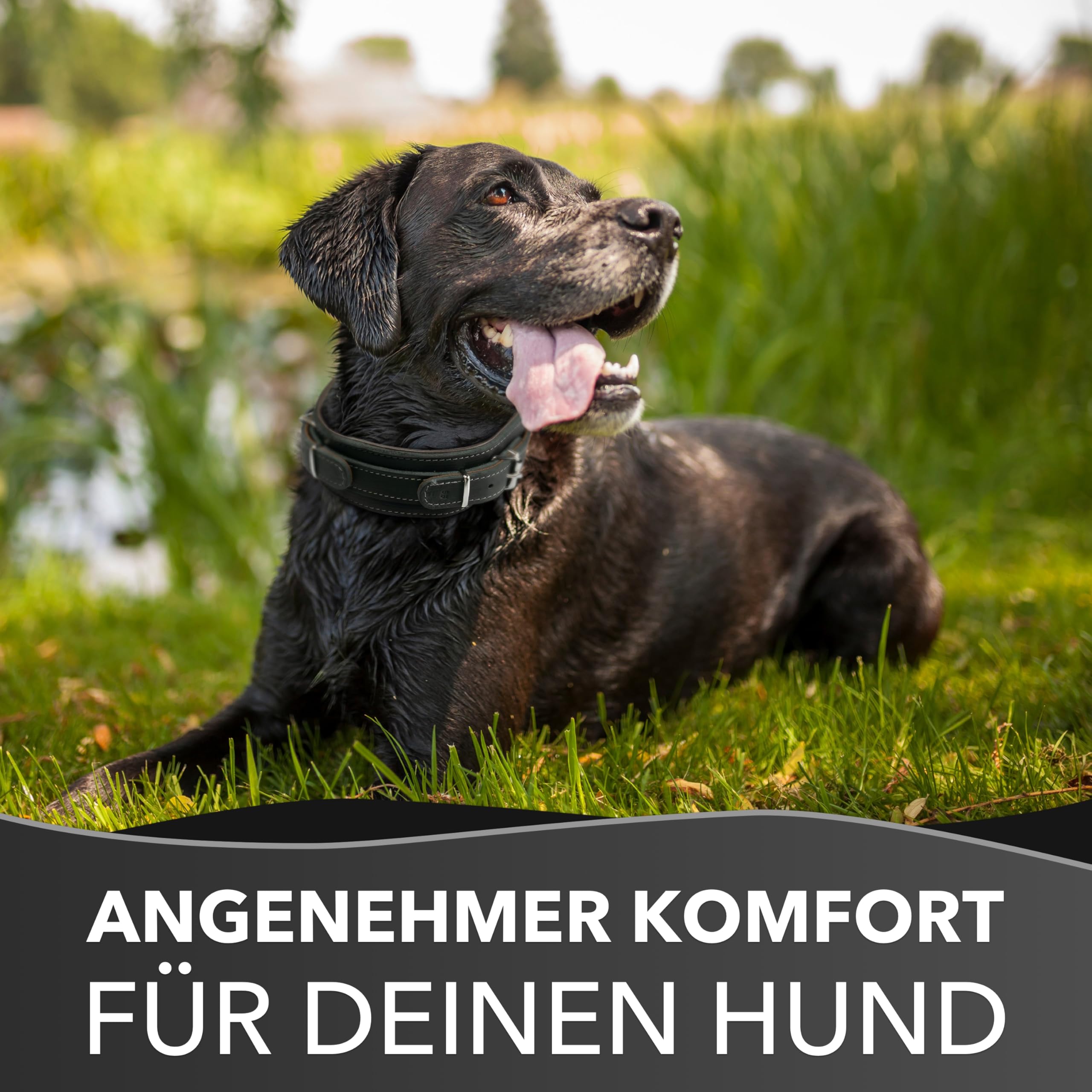 Hundehalsband mit Griff, Dickes qualitativ hochwertiges Leder 55cm x 60mm Erziehungshalsband Robustes taktisches Halsband bis zu 12cm verstellbar weich gepolstert