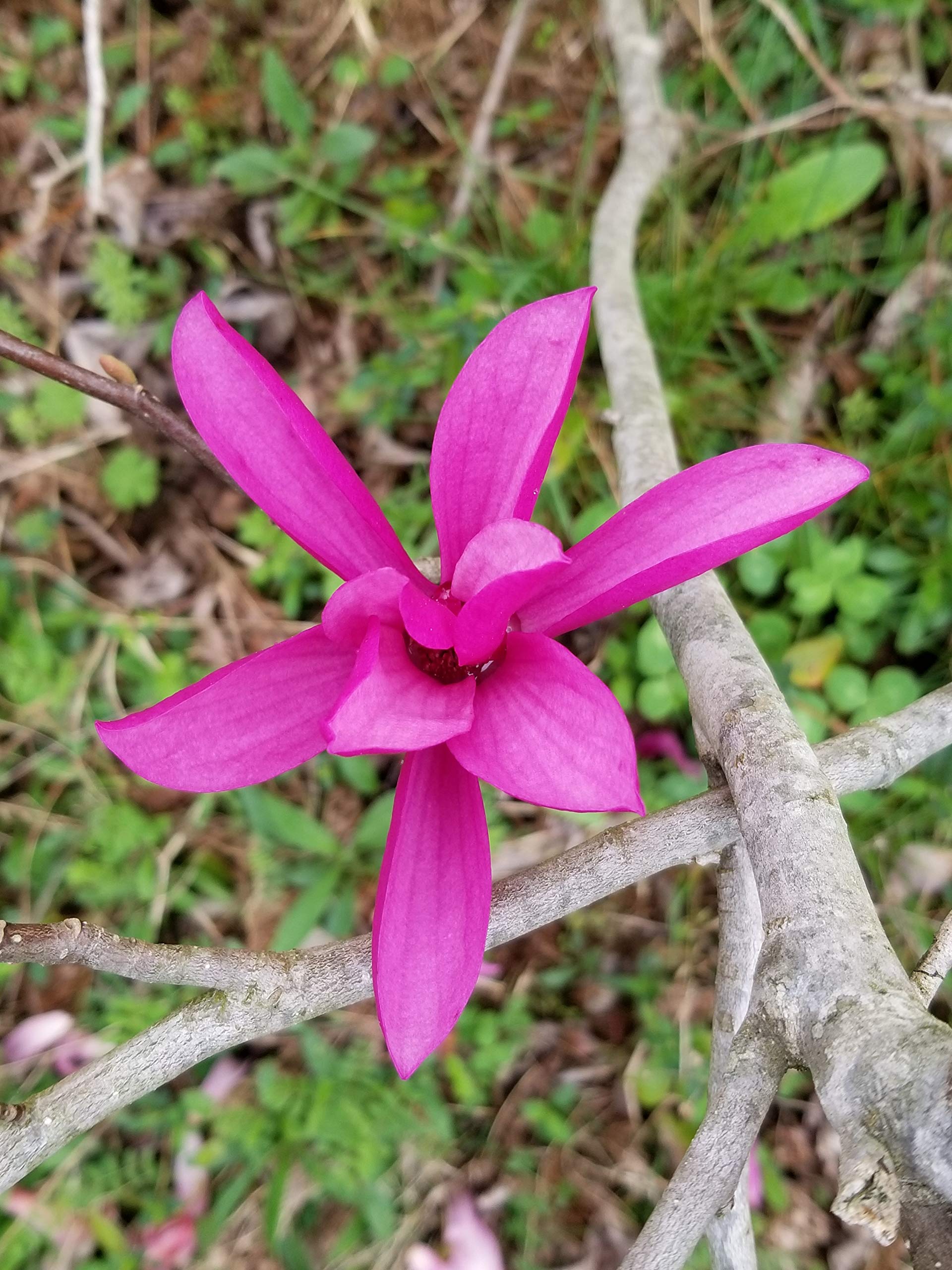 Ann Magnolia Tulip Tree by DAS Farms