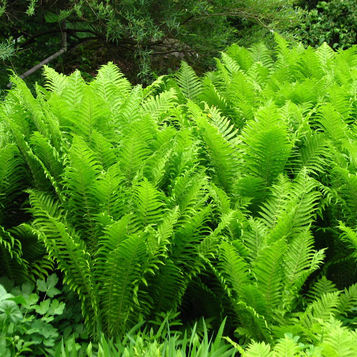 Matteuccia struthiopteris - Shuttlecock Fern - Plant in 2 L Pot