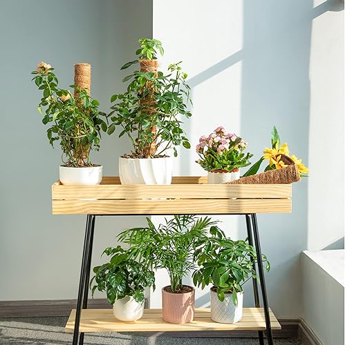 Miniatura 6 de Poste de musgo extensible de 75 pulgadas - Poste de musgo para plantas Monstera - Paquete de 6 palos de musgo para plantas en macetas de interior,