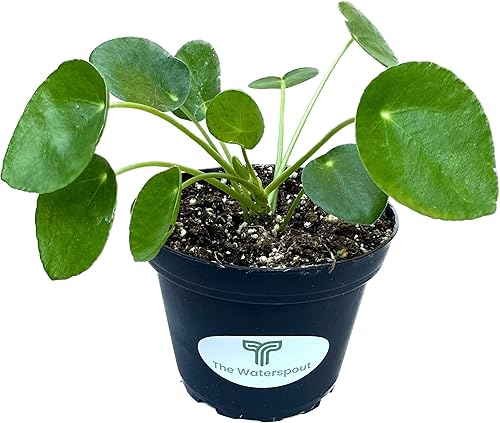 Miniatura 2 de Colecciones de Cactus y Suculentas de 4" (Planta de Dinero Chino 'Pilea Peperomioides')