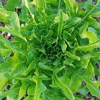 Oak Leaf Lettuce Seeds Organic Non GMO Heirloom Garden Vegetable Oakleaf Green Salad Spinach Plant Seed for 100 Seeds Season