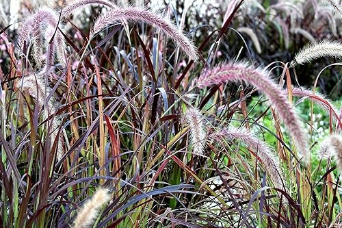 Miniatura 3 de Fuente Púrpura Hierba Ornamental Pennisetum Oscuro Borgoña Flor Jocad (25 Semillas)