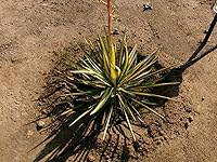 Review Image by Alexa