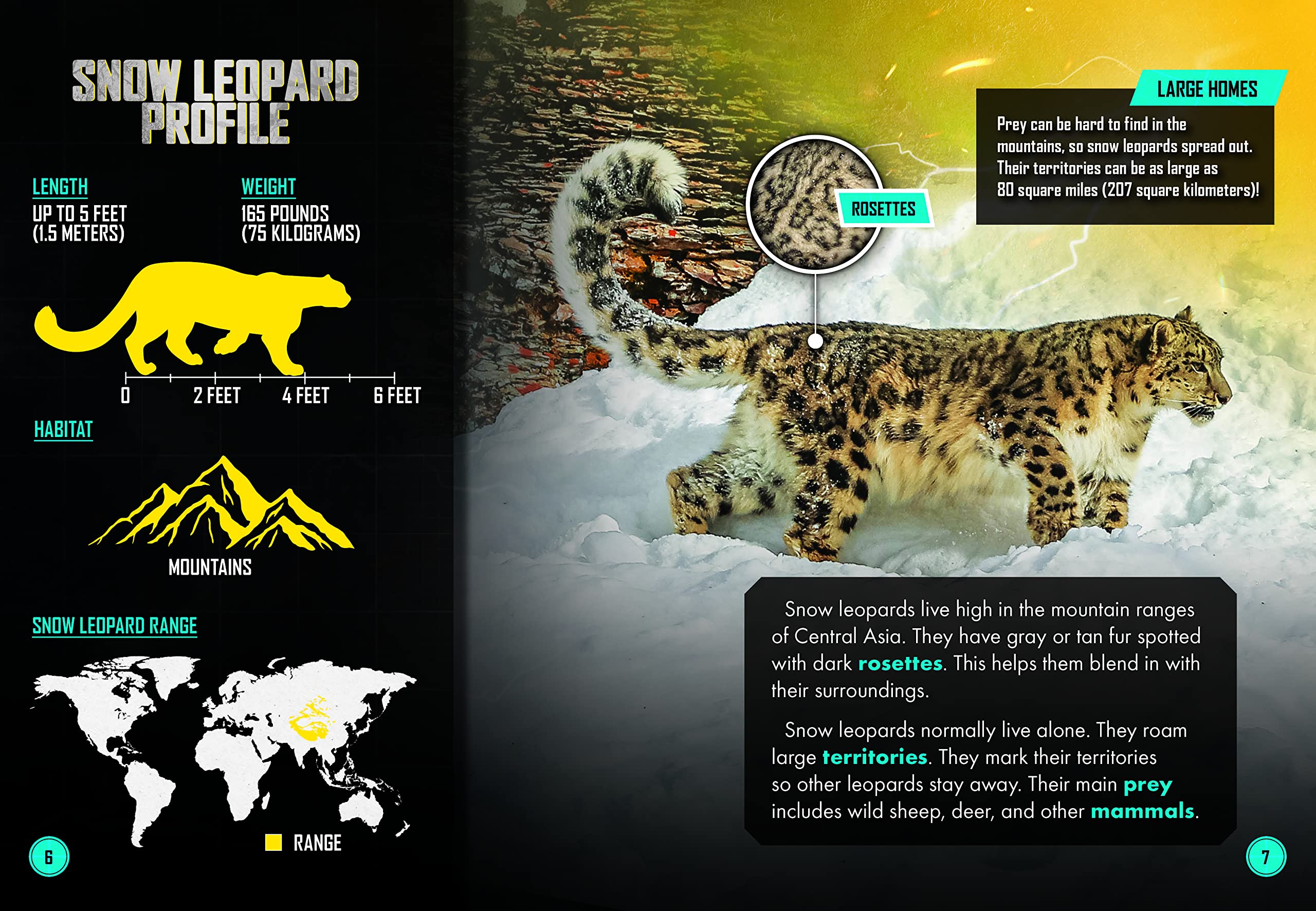 Snow Leopard Vs. Wild Yak