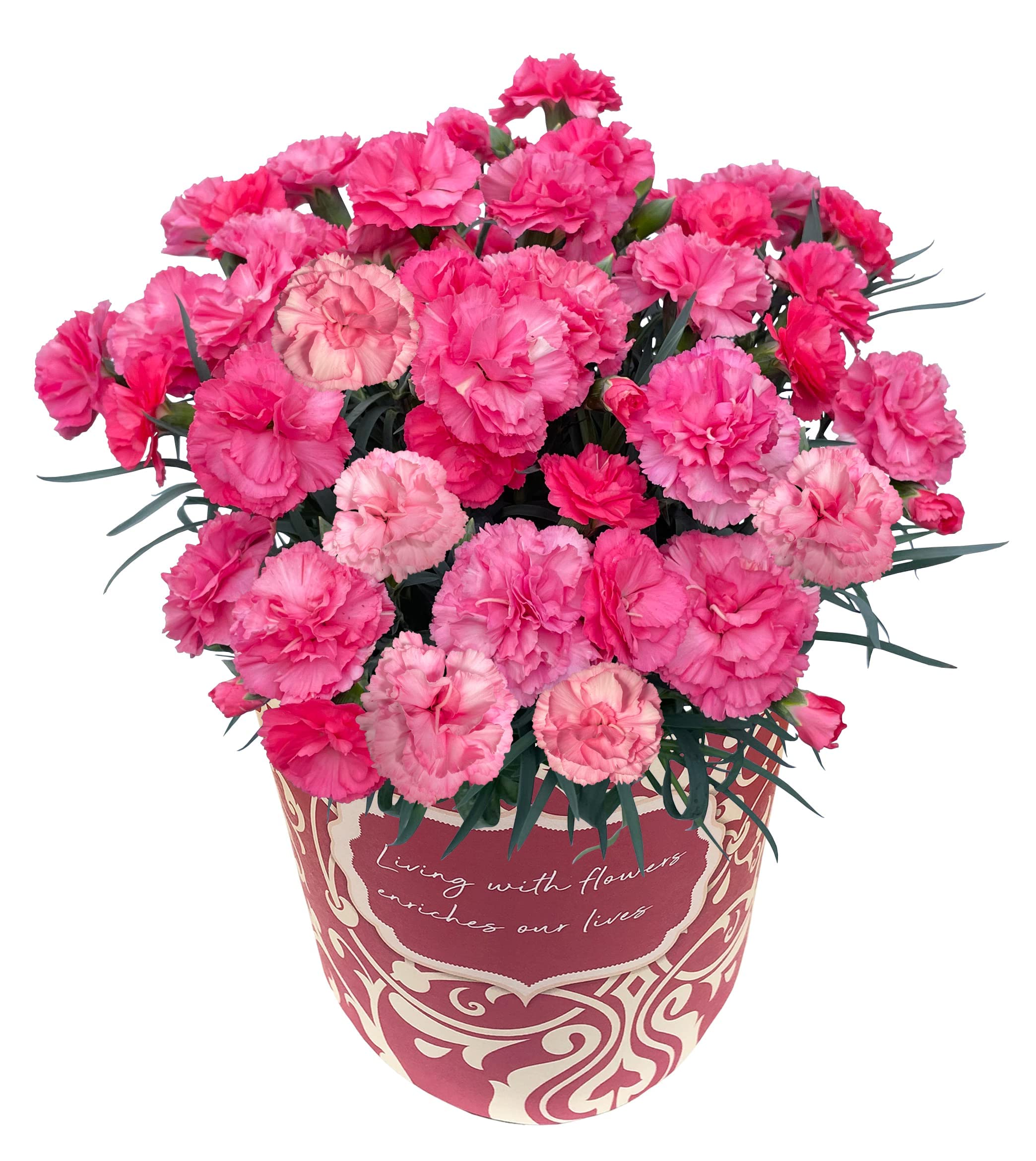 Amazon.co.jp: 花のギフト社 母の日 花 カーネーション 母の日ギフト