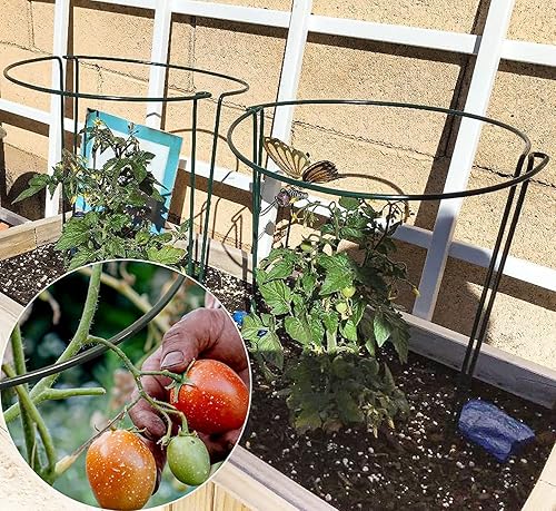 Miniatura 6 de TCBWFY Paquete de 10 estacas de soporte para plantas de peonía, 10 pulgadas de ancho, 16 jaulas de peonía de alta resistencia y soporte, soportes de