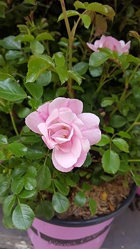 Miniatura 2 de Planta viva de Green Promise Farms Flower Carpet Roses ROSA FLOWER CARPET APPLE BLOSSOM Pink Flower Arbusto #2 Tamaño Contenedor Blanco