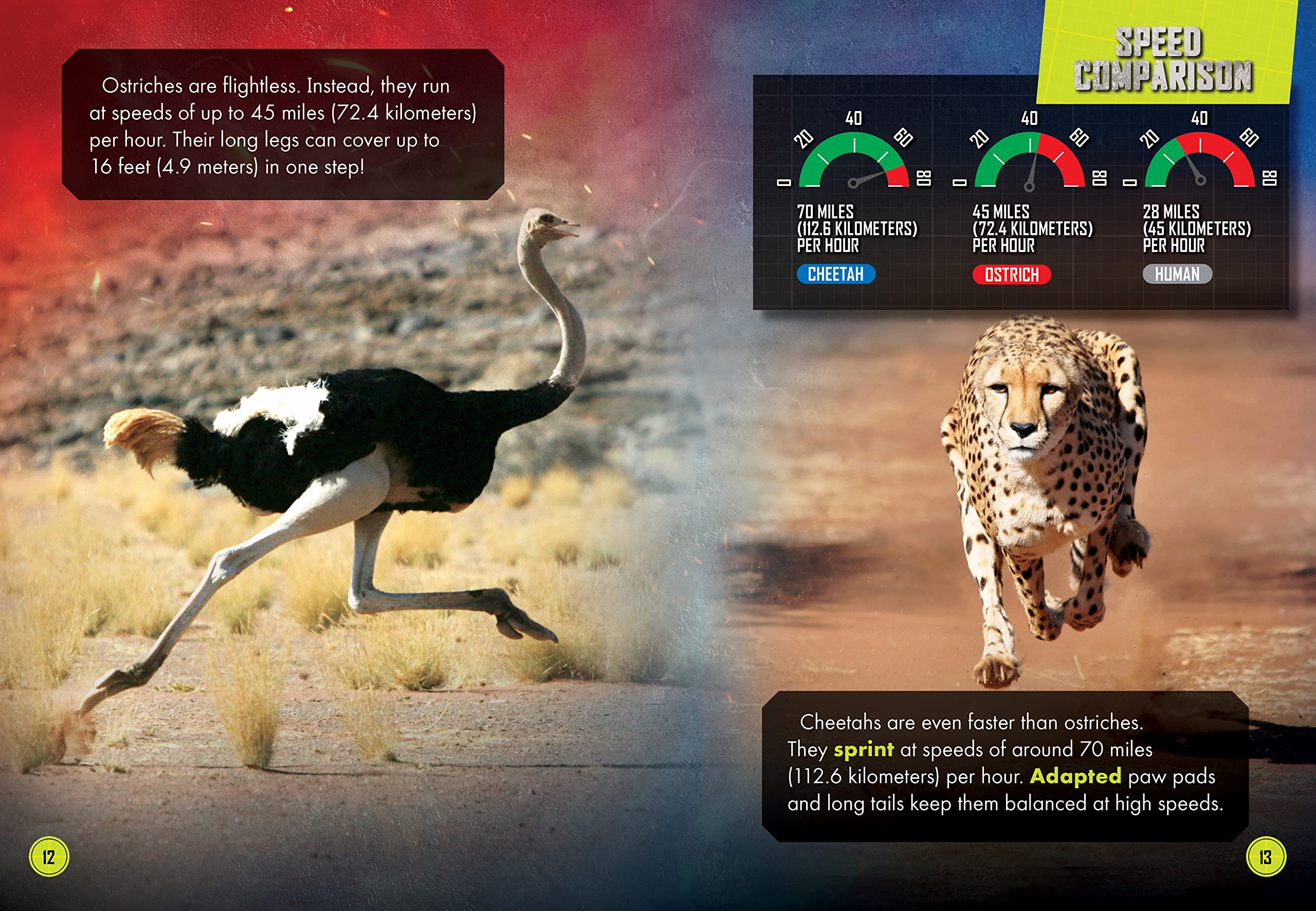 Ostrich Vs. Cheetah