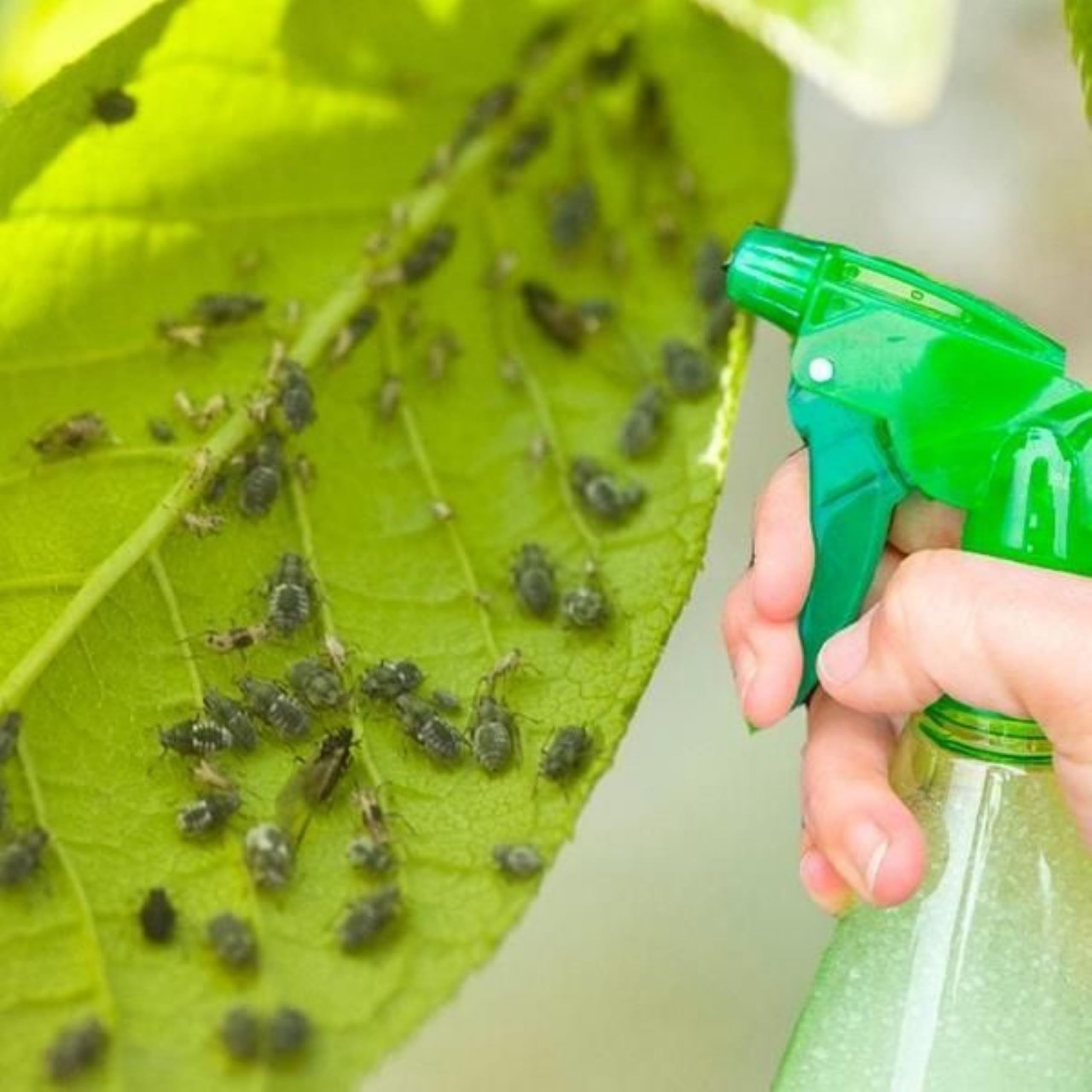 Purin d'Ortie concentré pour Plantes 5L - Action Fongicide, Insecticide et Acaricide - Correcteur de Carences en Fer (chlorose ferrique)