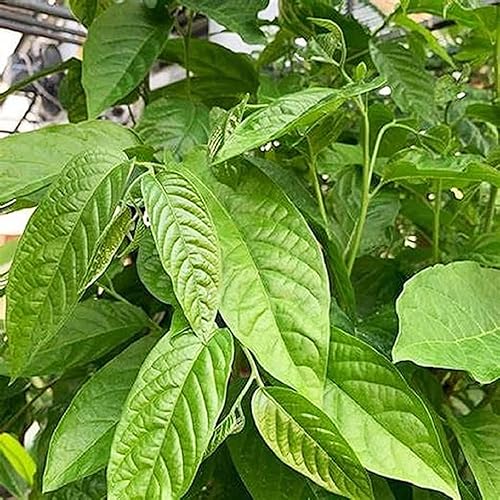 Miniatura 4 de CHUXAY GARDEN Ylang Ylang Semillas para plantar al aire libre Cananga Odorata Árbol 3 semillas de árbol de hoja perenne Plantas tropicales altamente