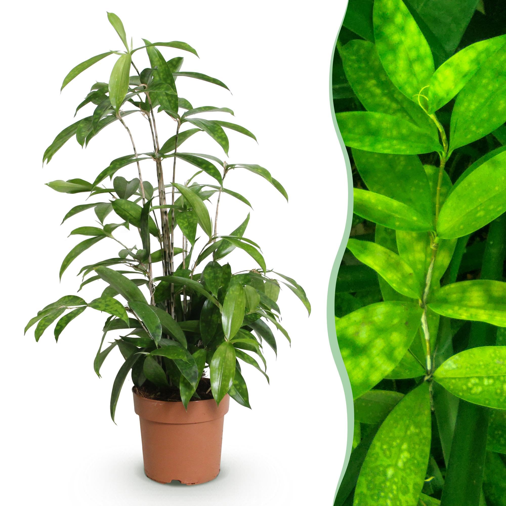 Dracaena surculosa – Drachenblutbaum – 17cm – Höhe 60-70cm – Pflegeleichte grüne Zimmerpflanze mit eleganten Blättern für Wohn – und Arbeitsräume 1