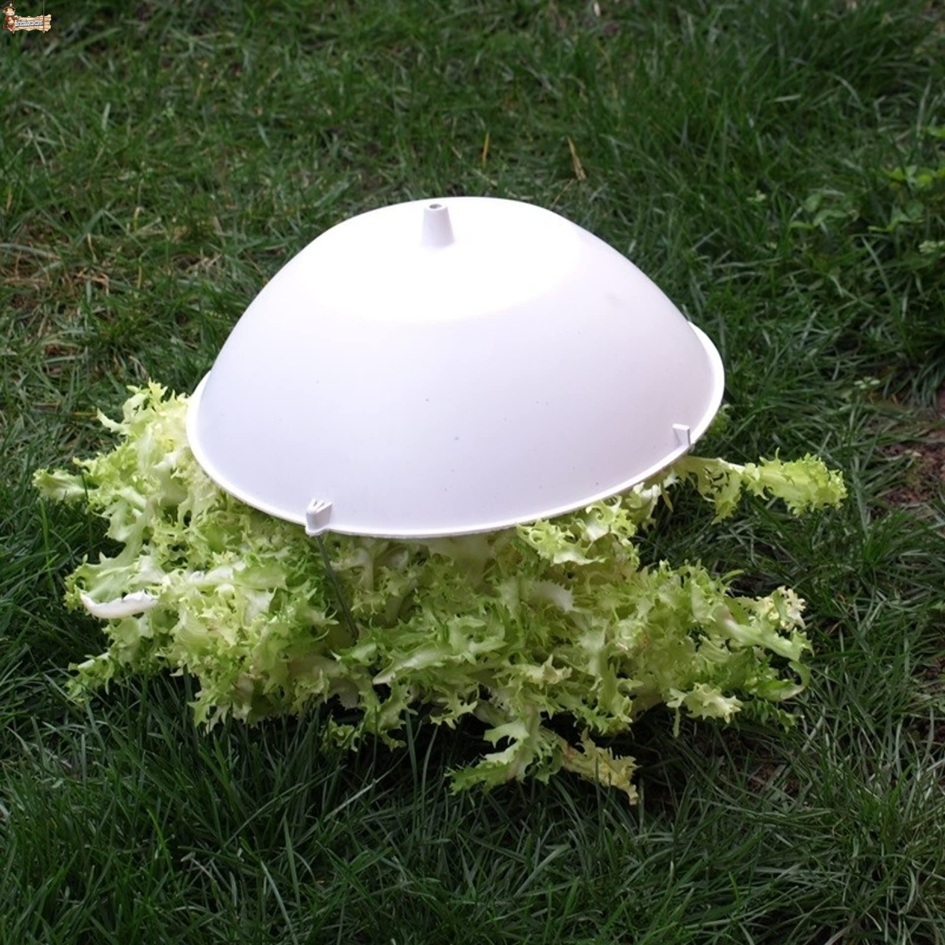 BricoLoco.com Czapka z kapeluszem obejmuje szkarolę, sałatę, ogród warzywny. Wielokrotnego użytku !!! 29,5 cms. pąki kapusty, warzywa i rośliny. Wybielacz szkarola. (5)