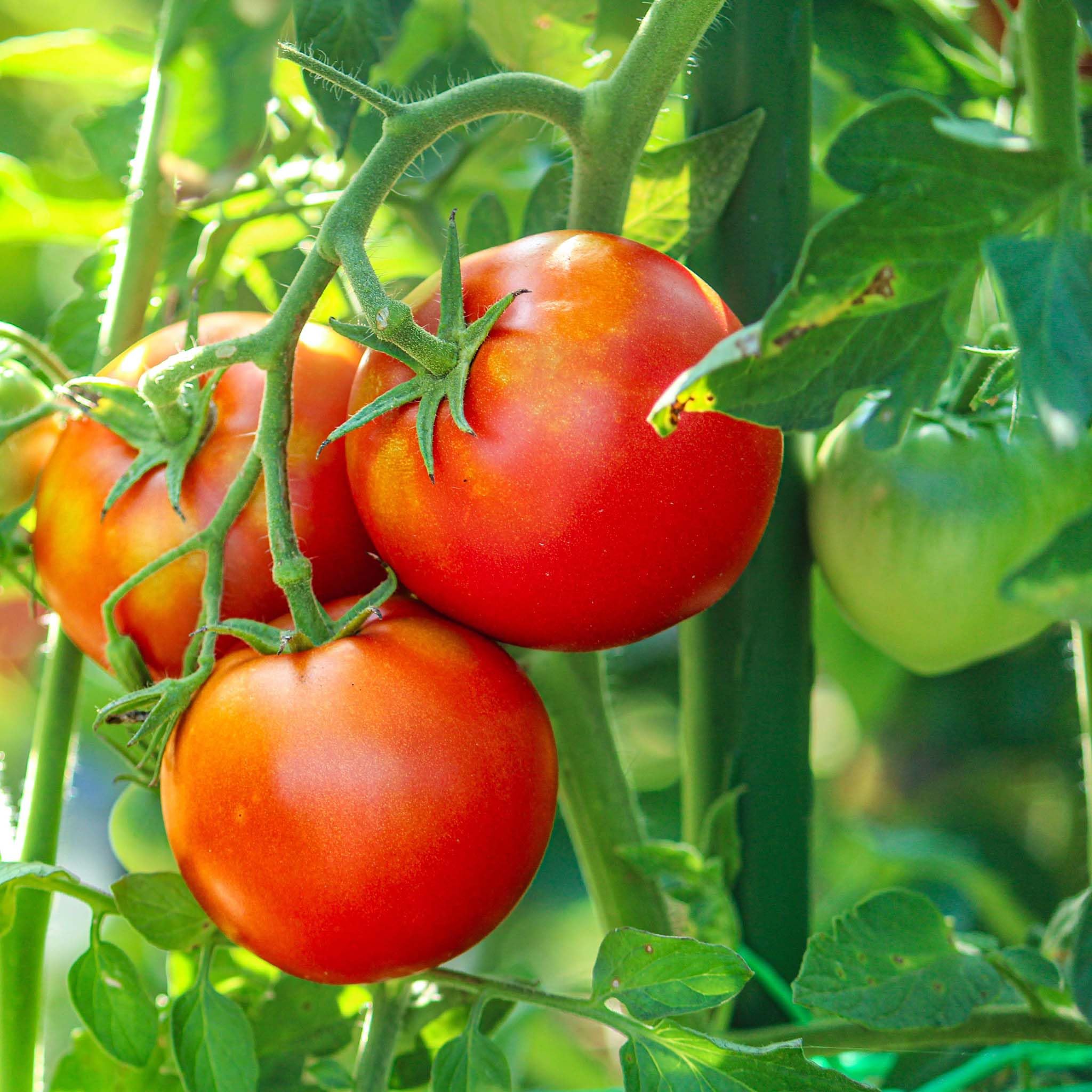 40x Varillas de Soporte para Plantas Verdes 150cm Ø11mm tutores de Metal y plástico para Tomates y Plantas trepadoras.