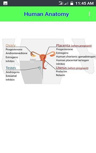 Human Anatomy