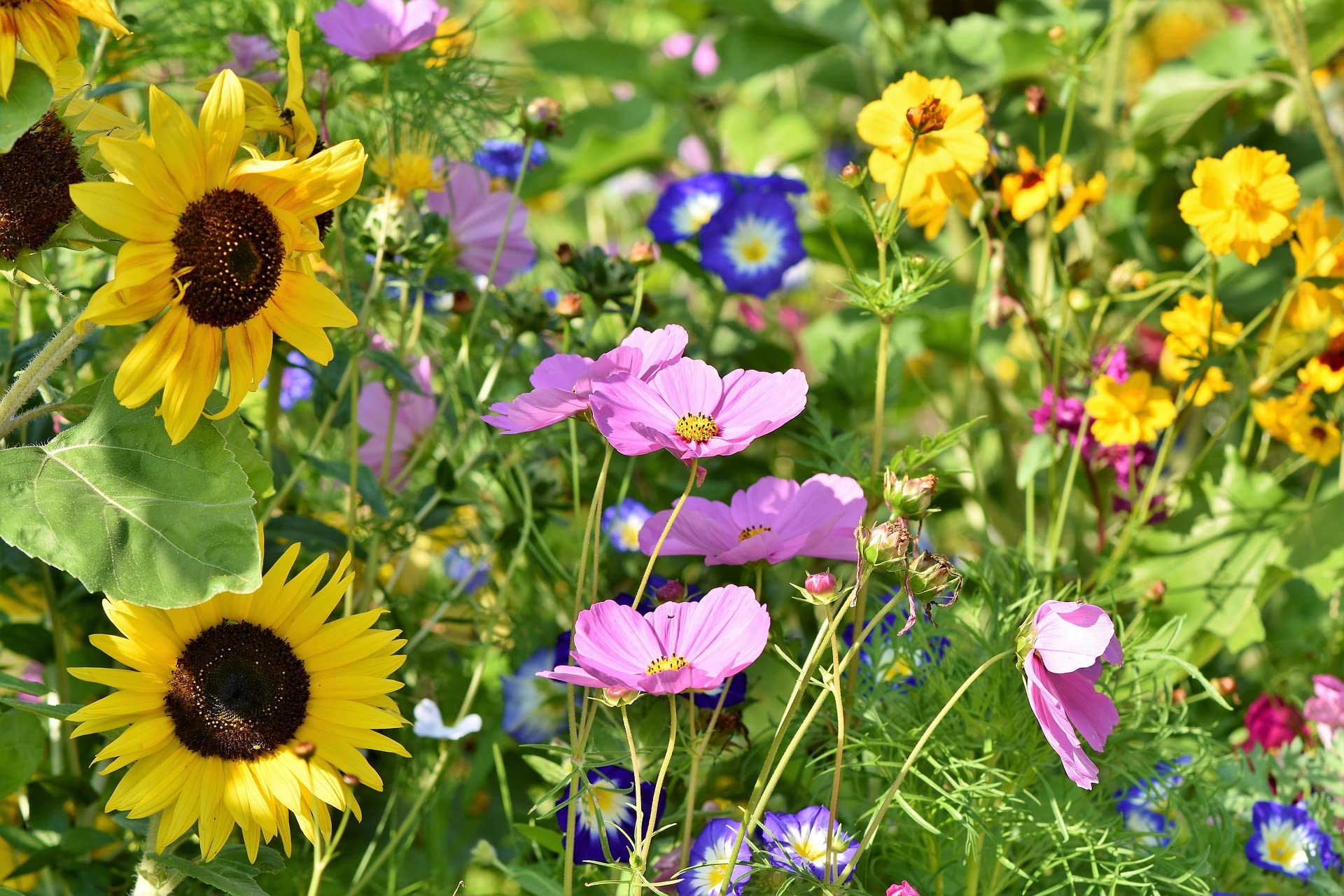 Wildflower Mix with Sunflower Giant Mix Flower Seeds Sunflower Attracting Butterfly Bee Naturalising Wild Flower Seed no Grass Wildflower Seeds UK (50 g)