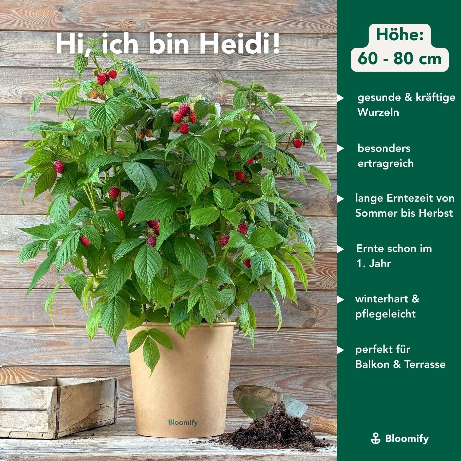 Bloomify® rote Bio Balkon-Himbeerpflanze "Heidi" | 60 bis 80 cm großer ertragreicher Himbeerstrauch | winterharte und pflegeleichte Himbeere für Balkon oder Terrasse | süße, leckere Früchte