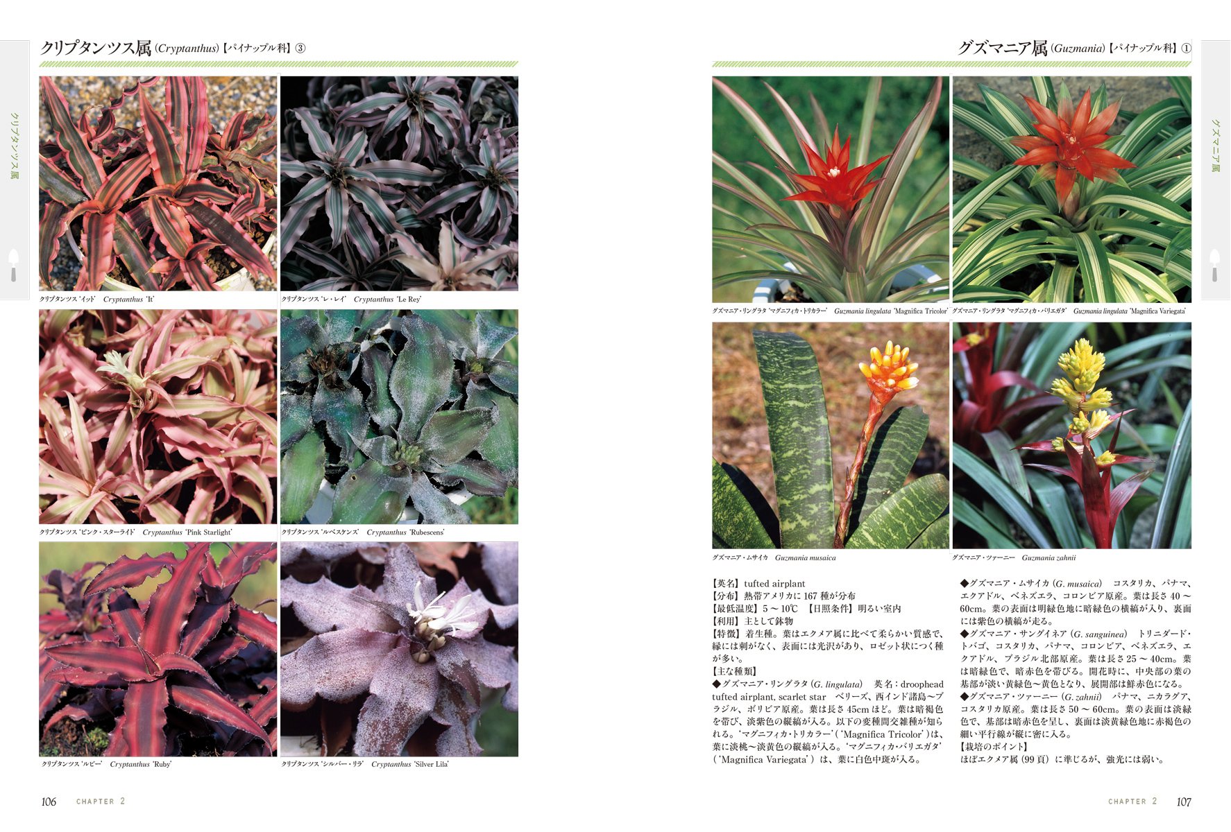 カラーリーフプランツ 葉の美しい植物の図鑑／横井政人(著者) カラーリーフプランツ 葉の美しい植物の図鑑／横井政人(著者)