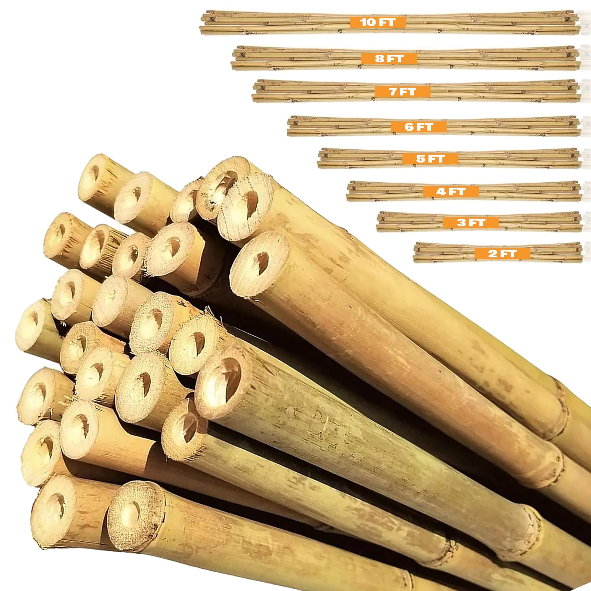 Bamboo Canes 2ft, 3, 4, 5, 6, 7 & 8ft – Natural Garden Bamboo Sticks for Plants From sizes from 10 to 250, Strong Plant Support Sticks, Bamboo Poles & Garden Canes for Climbing Plants & Tomatoes