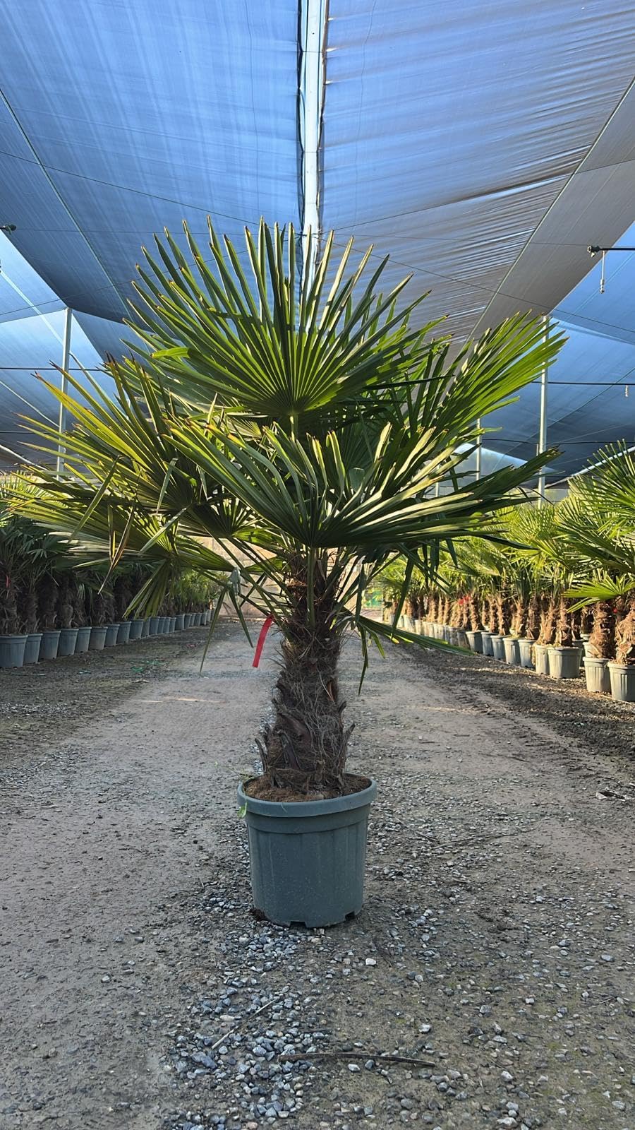 Trachycarpus Fortunei Palmier chinois éventail 140-160 cm pot Ø 33 cm résistant -18 °C