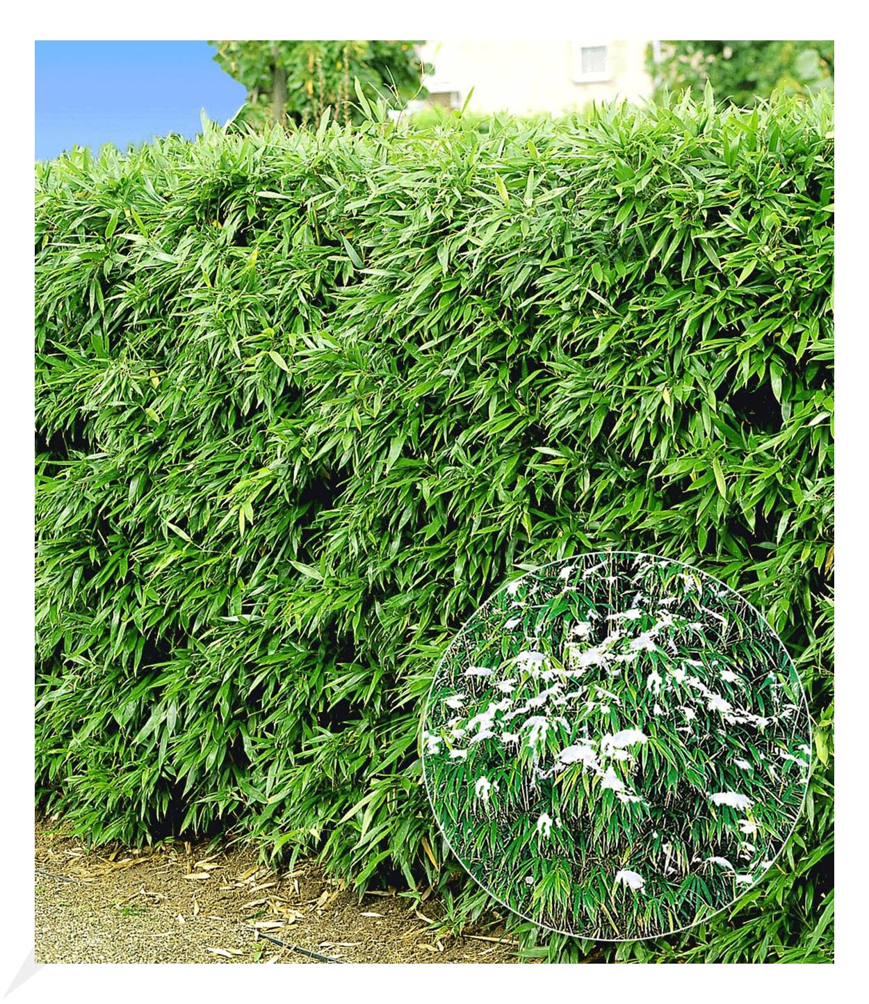 BALDUR Garten 10er Winterharte Bambus-Hecke, Pflanzen im 9x9 cm-Topf,  Fargesia murielae Simba, Sichtschutz, blickdicht, pflegeleicht, schnell  wachsend, Lwenbambus, Mhnenbambus : Amazon.de: Garten