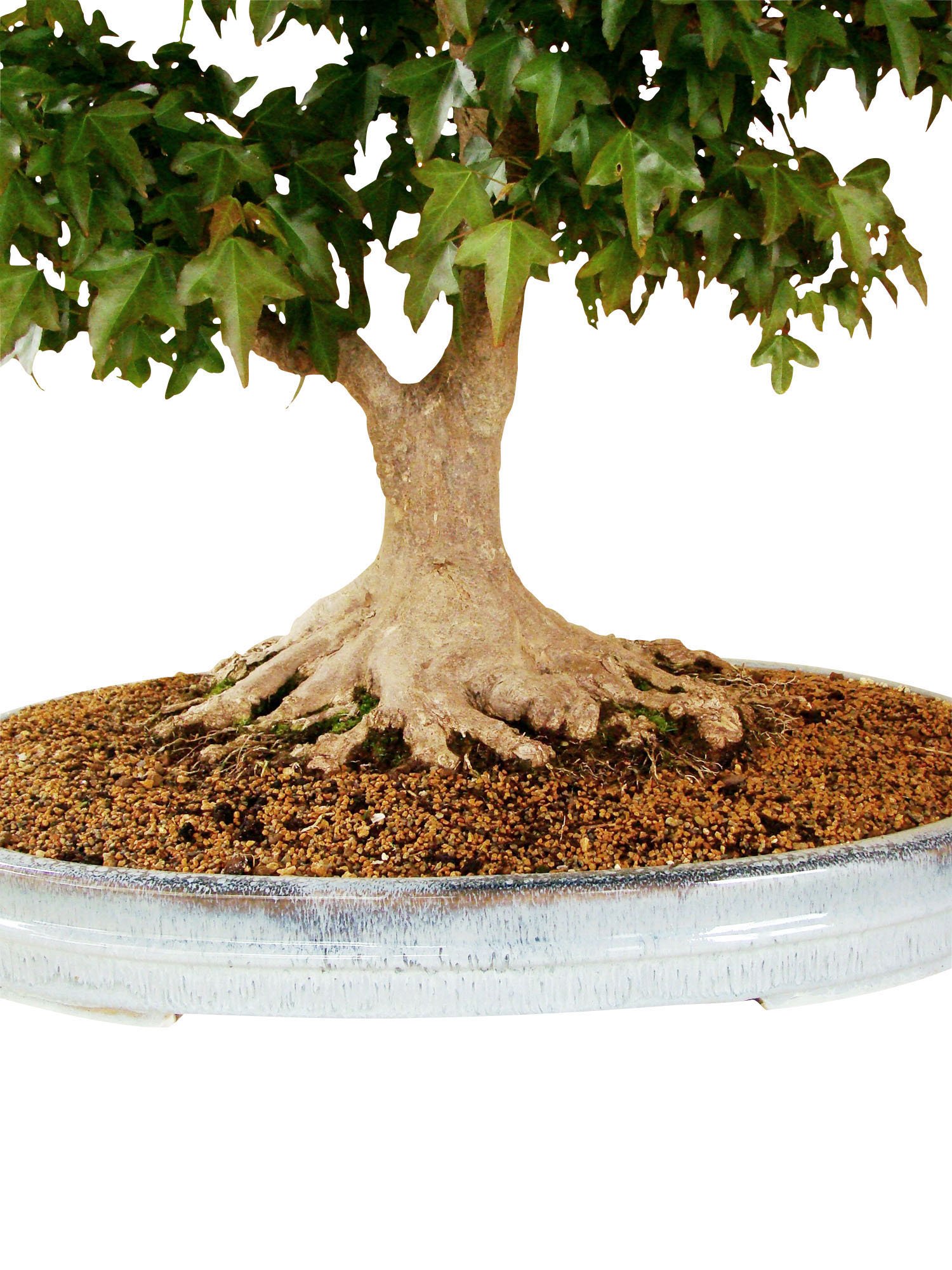 Freilandbonsai Dreispitzahorn, ca. 30 Jahre alt, ca. 63 cm hoch :  Amazon.de: Garten