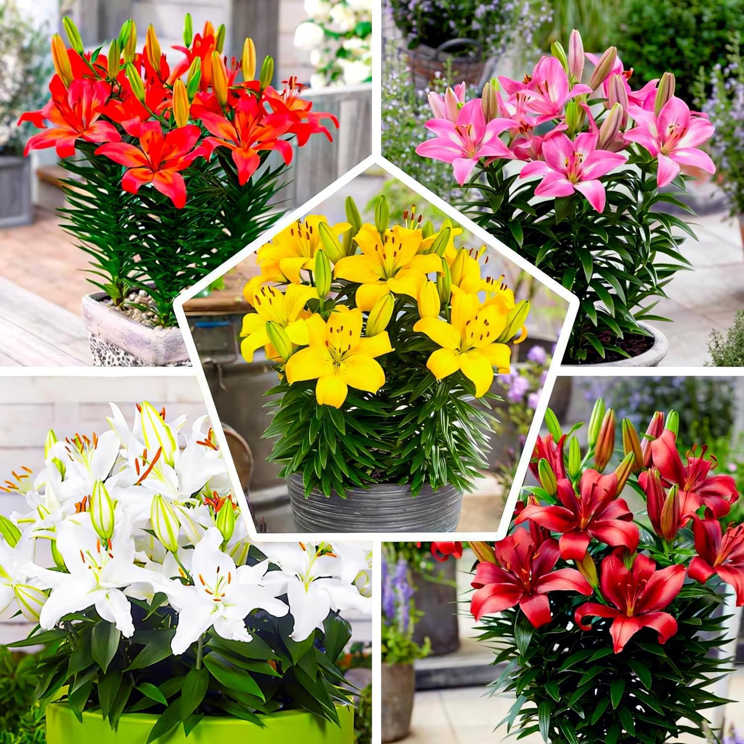 Colección de 15 bulbos de lirio de jardín Matrix, mezcla de 5 variedades, 3 de cada color, bulbos de flores perennes y resistentes al invierno, mezcla de Holanda para jardín y maceta