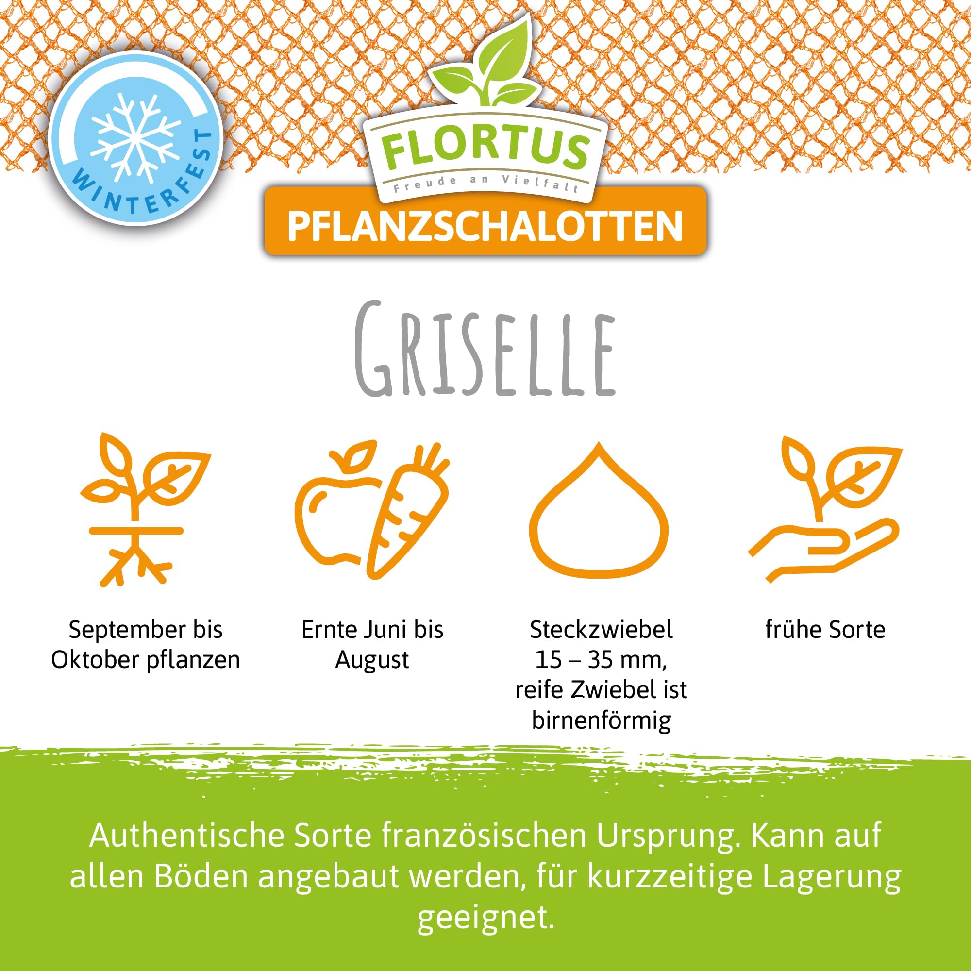 FLORTUS – Winterpflanzschalotte Griselle 5 kg Netz zertifiziertes Pflanzgut – Zwiebelgröße 15-35 mm für den Anbau von feinwürzigen Schalotten – Pflanzschalotte ideal für Garten & Hochbeet