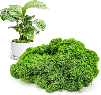 Fake Green Moss for Potted Plants Indoor, 5.3oz Artificial Moss for Crafts, Faux Decor for Fairy Garden, DIY Decorative, Model Making, Walls, Glass Containers, Home