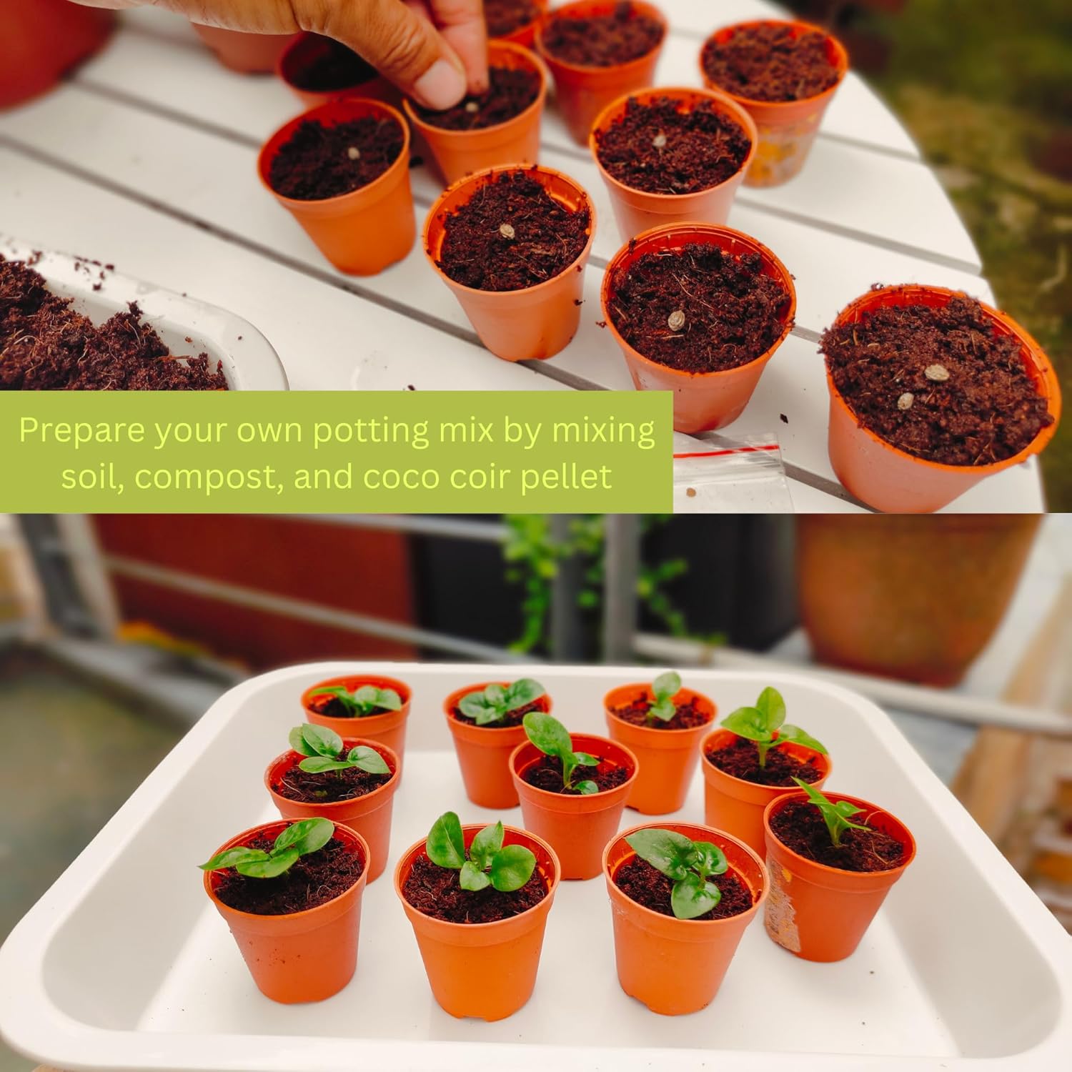 Maxona Seed Starter Coco Coir Peat Pellets - 50 Pcs 50mm (30g/Pcs) Compressed Pellet Mulching Medium for Plant, Easy to Expand, Organic Fiber Husk Substrate for Plants, Flowers, Herbs and Seedlings