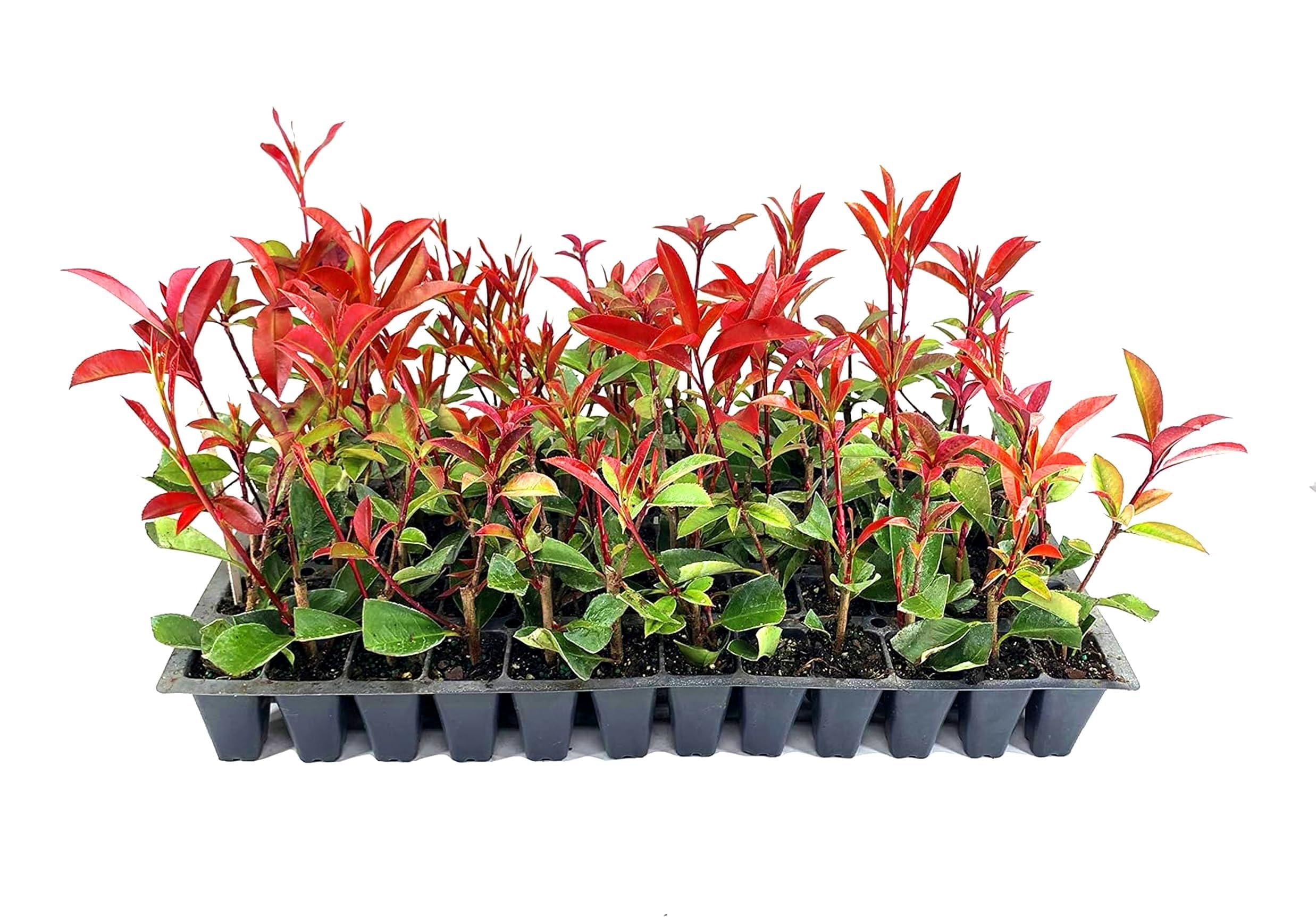 Red Tip Photinia