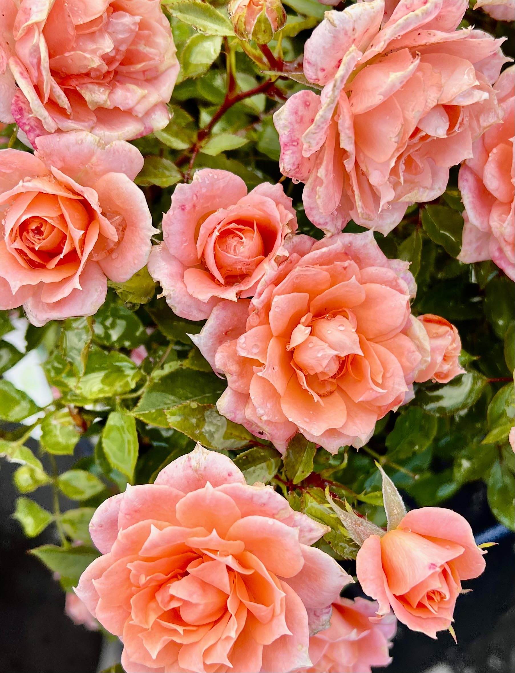 ‘Breath of Life’ Apricot Climbing Rose - 4L Potted - Lovely Gift Idea