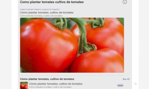 Como plantar tomates, cultivar tomates