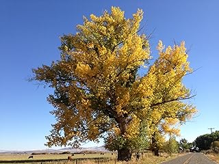 10-12” Tall Cottonwood Tree, 1 Year Old bareroot Plant, Populus Fremontii, Healthy Plant, Shade Tree