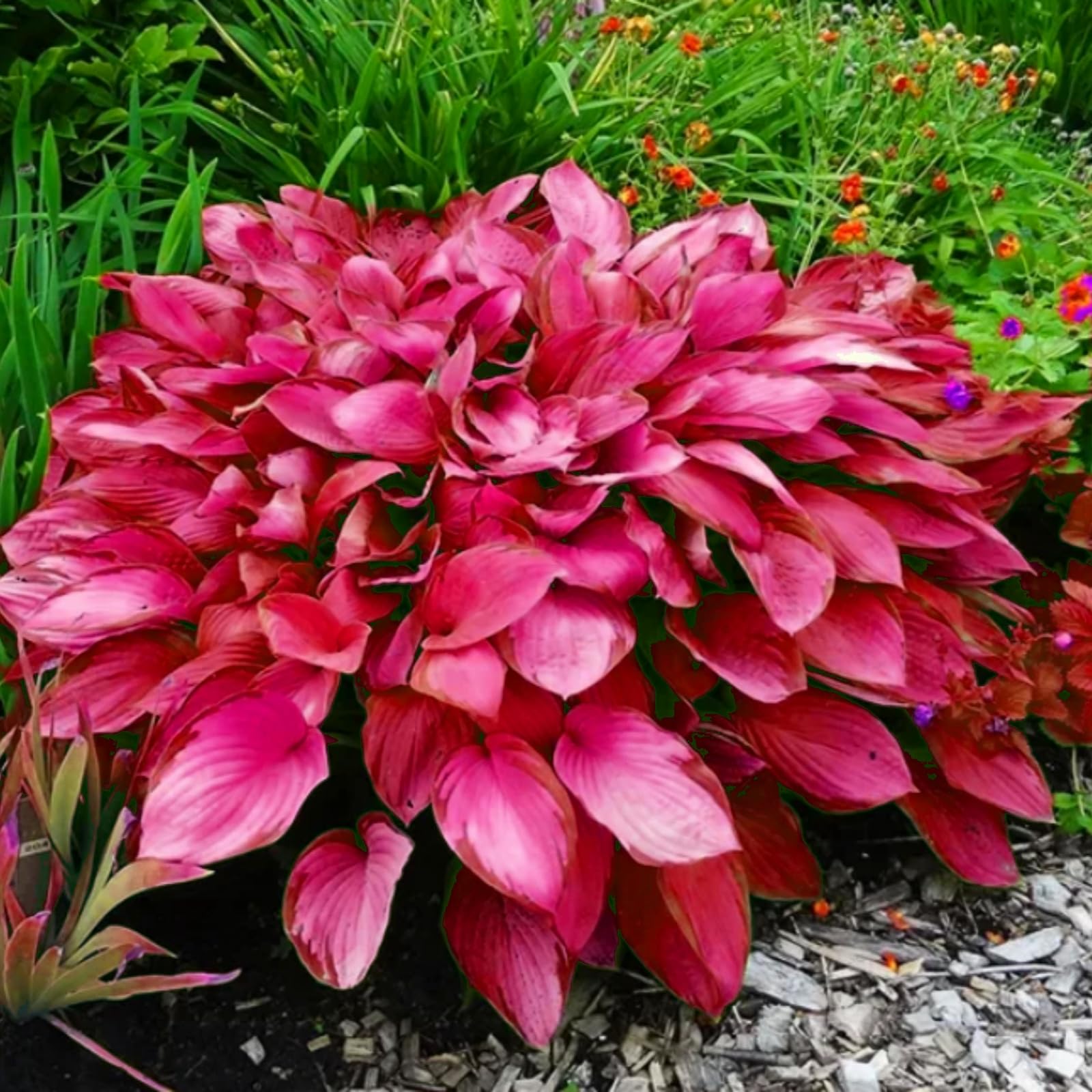Perennial,Brilliant Hosta Bulbs Bulk,Professional Planting for Stunning Garden Displays-8 Bulbs-C