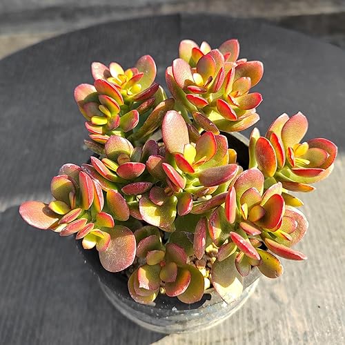 Miniatura 6 de Little Crassula Ovata 'Hummel Sunset', 1 mini jade dorado vivo en maceta con mezcla de tierra, planta de casa real para recuerdos de fiesta, hogar,
