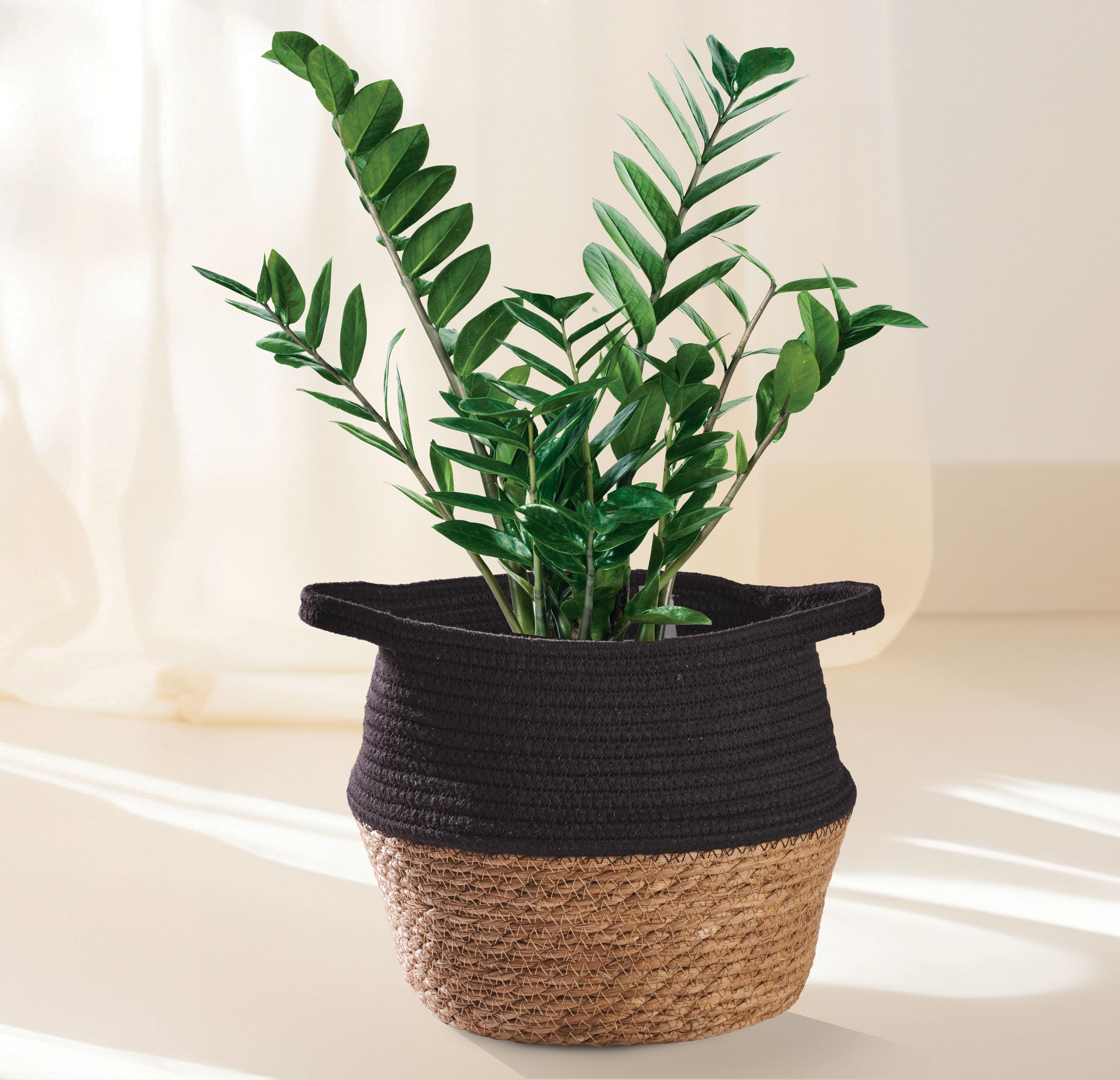 Scheurich Jardinière En Jonc De Mer 22 Cm - Diamètre 22 Cm, Hauteur 19,5 Cm, Volume 7,5 L, Intérieur Imperméable, Couleur Rainure