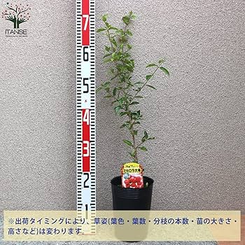 81mc2MOEFYS._AC_UF350,