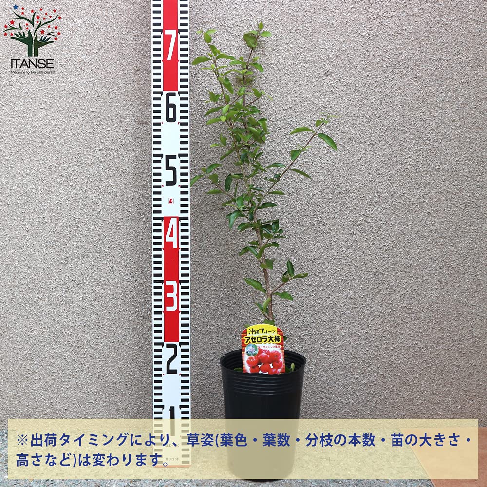 Amazon.co.jp: アセロラの苗木 【品種で選べる果樹苗木 4.5号ポット/1