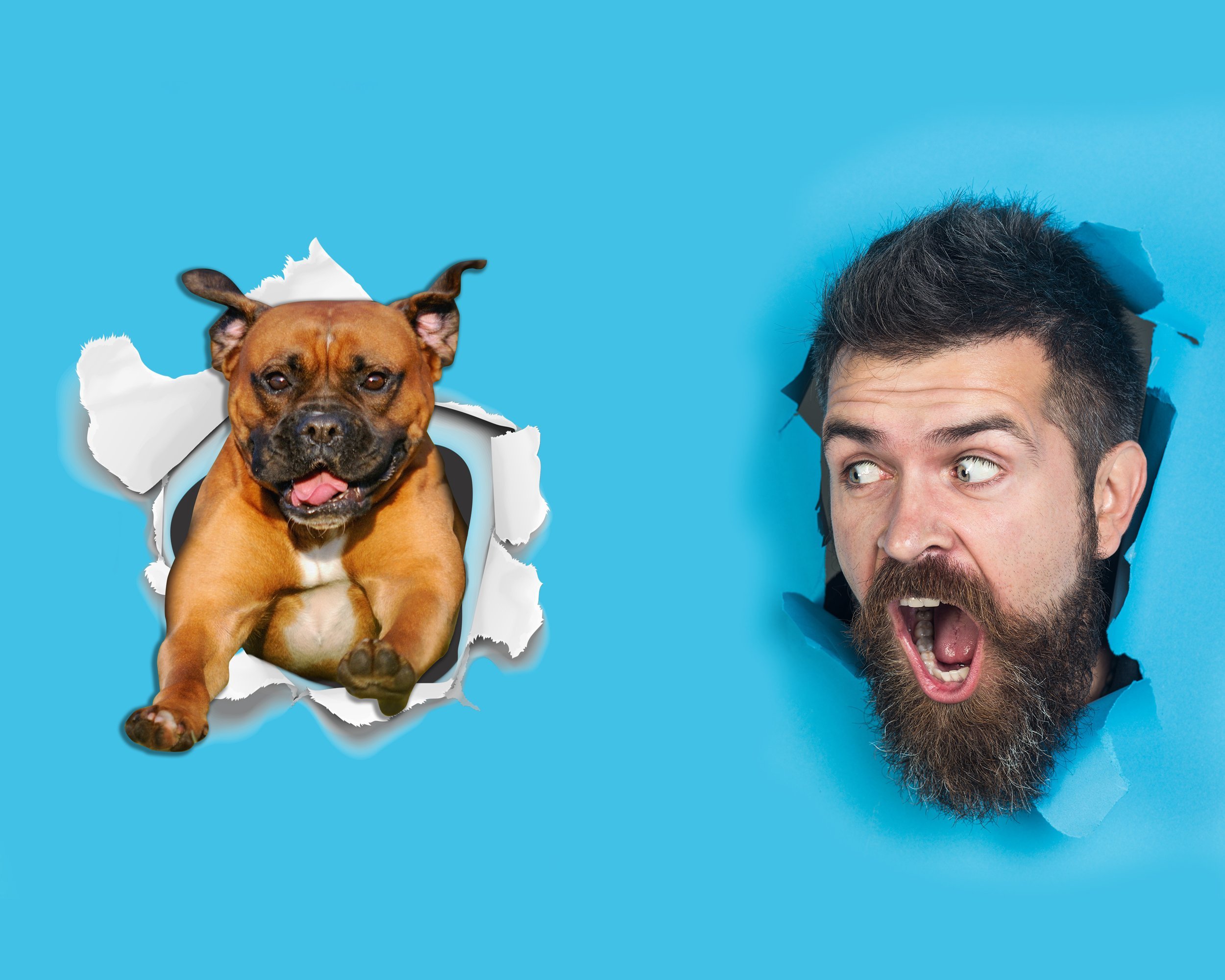 Winston & Bear 3D Dog Stickers - 2 Pack - Super Staffy! Brown Staffordshire Terrier Sticker for Wall, Fridge, Toilet and More - Retail Packaged Staffordshire Terrier