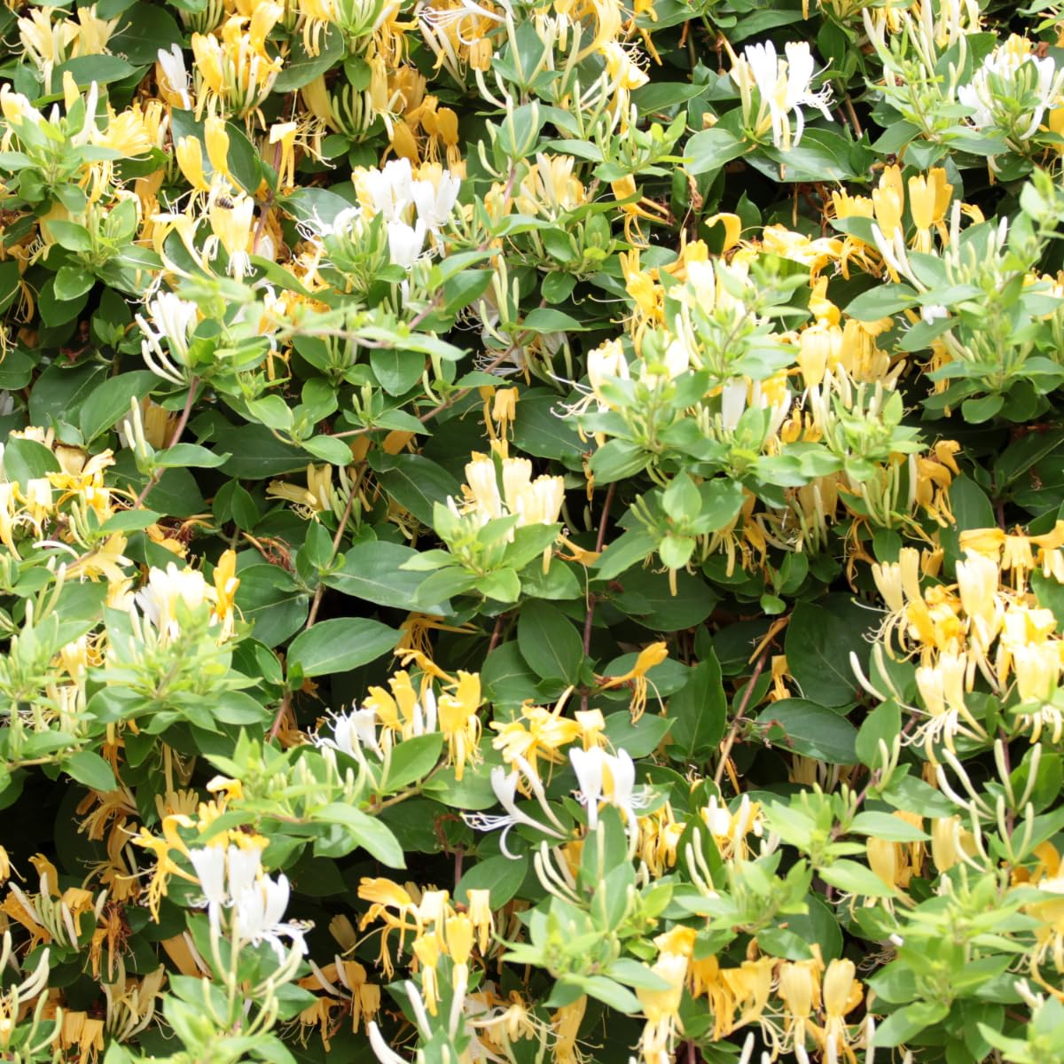 Plant in a Box - Lonicera henryi 'Beauté du cuivre' - Chèvrefeuille de Henry - Plante de jardin - Plante grimpante - Jaune - ⌀17cm - Hauteur 110-120cm
