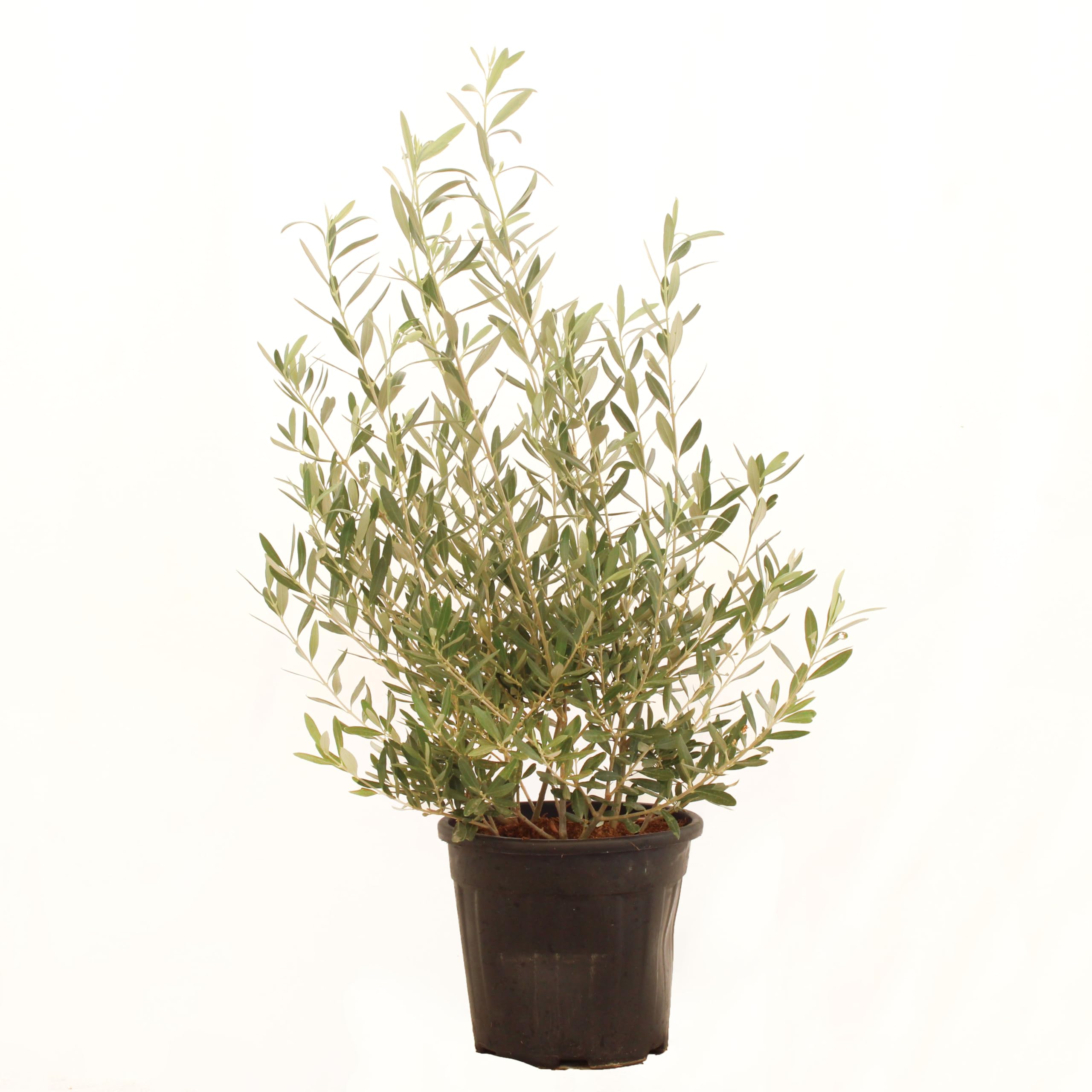 KENTIS - Olea Europea Cipressino - Olivier - Vraies plantes fruitières d'extérieur - Olivier de jardin persistant - H 80-100 cm Pot Ø 24 cm