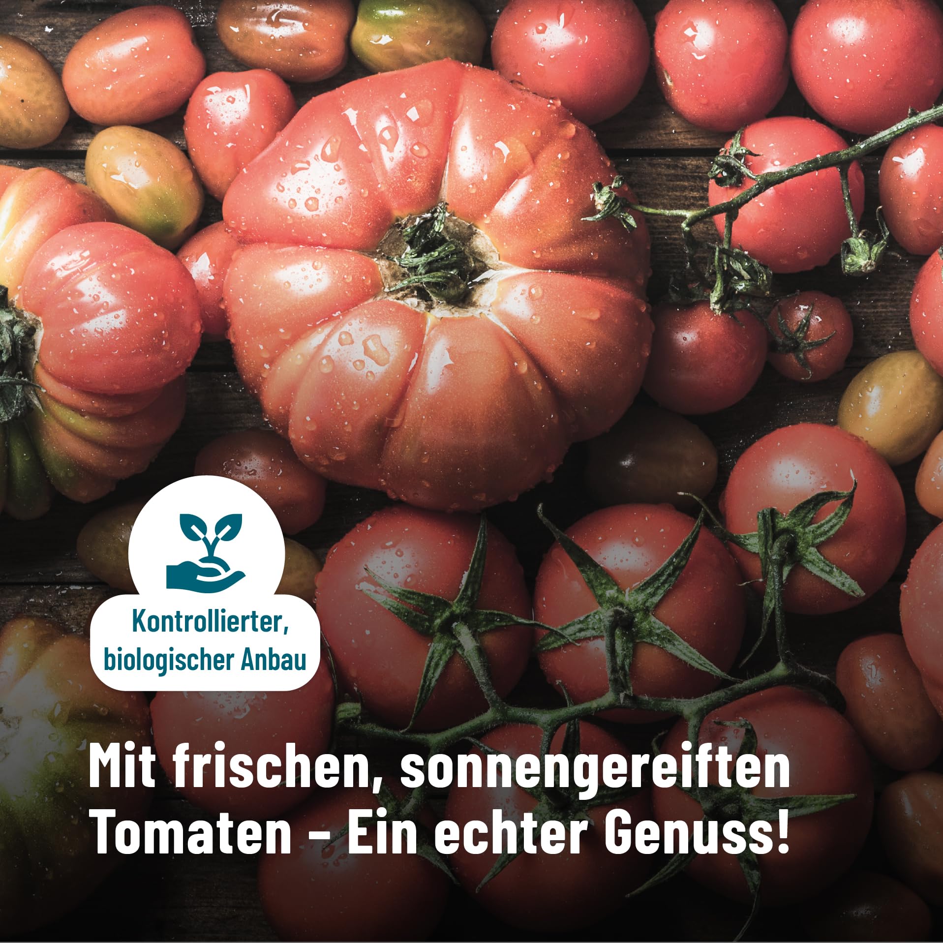 Fontaine - Wildlachs Salat "Mexiko-Style" in pikantem Bio-Tomaten-Dressing – 200 g – 5er Pack - Premium Lachsfilets aus 100% zertifizierter, nachhaltiger Fischerei