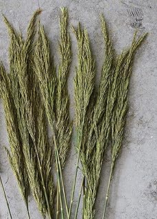 Afloral Preserved Green Plume Reed Grass
