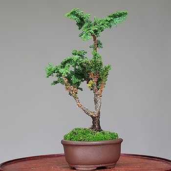 Amazon.co.jp: 石化檜 ミニ盆栽【泰寿園 Online】 : DIY・工具・ガーデン