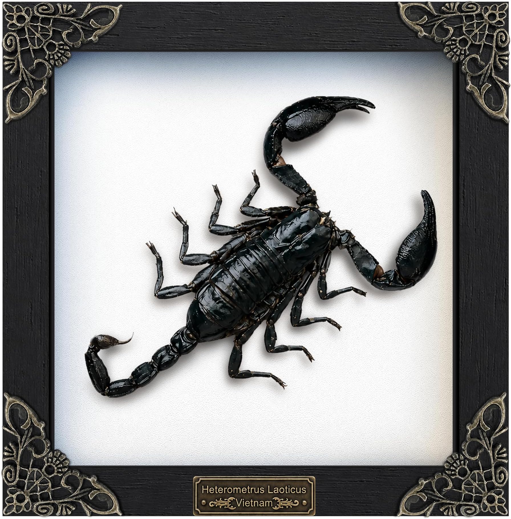 Real Scorpion Specimen 6.3" Framed Preserved Insect Taxidermy K16-51-TR